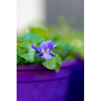 Violettes de Toulouse /...