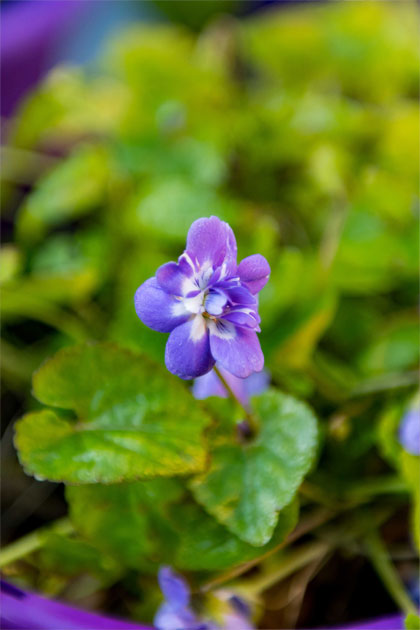 The Toulouse Violet