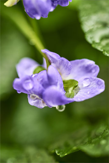 La Violette de Toulouse - ©La Maison de la Violette