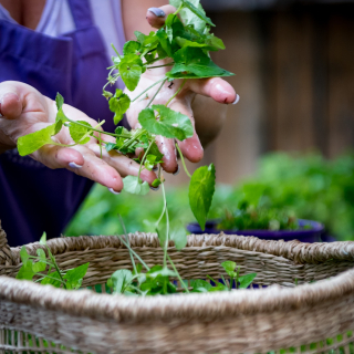 C'est dans les feuilles des Violettes que nous avons découvert l'actif Symbiolette. Son pouvoir naturel est un allié dans la conception de nos gammes #beauté ! #Violettes #Violette #ViolettesDeToulouse #MaisonDeLaViolette #FleurViolette #FlowerLover #Flowergram #DansMonJardin #CultiverSonJardin #JardinageÉcologique #JardinEcologique #FleursCoupées #FleursDeSaison #FleursDuJardin