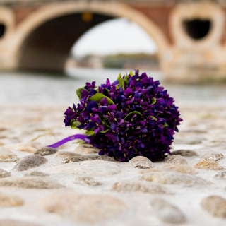 Bonne semaine Toulouse #lamaisondelaviolette #violettes #violettesdetoulouse #toulouse #toulousecity #visiteztoulouse #toulousemaville #toulousefr #igerstoulouse #toulouse_focus_on #toulousefr #objectiftoulouse