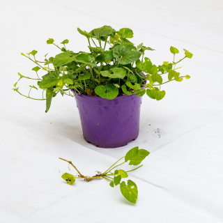 Conseils jardin 🍃 

Après la taille de la violette de Toulouse cet été, la plante recommence doucement à se réveiller et vous a peut-être donné des stolons (tige aérienne) : vous pouvez les replanter pour donner vie à un nouveau pied !

Il suffit de les prélever sous le noeud, en bas de la tige… Pensez à maintenir cette bouture à l’ombre et à l’arroser 2 à 3 fois par semaine 🌱

#lamaisondelaviolette #violettes #violettesdetoulouse #àtoulouse #fleurs #fleurdeviolette #visiteztoulouse #entrepreneuse #entrepreneusetoulousaine #culture #artisanatfrancais #madeinoccitanie #occitanietourisme #fleur #jardin #jardinage