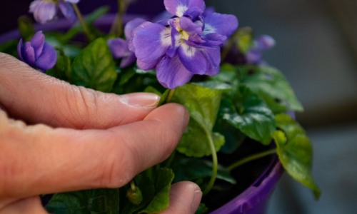 Comment bien cultiver vos Violettes de Toulouse cet hiver
