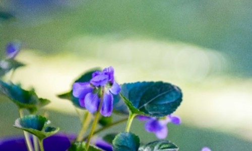 En été, nos conseils de jardinage pour vos pots de Violettes de Toulouse