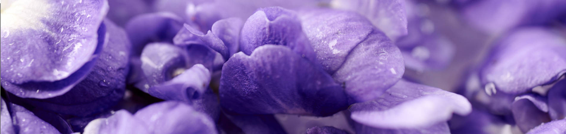 Atelier de Création à Toulouse - Producteur de Violettes, Préservation du patrimoine